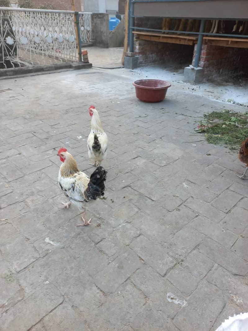 Golden Miris Male Hens For Sale 4