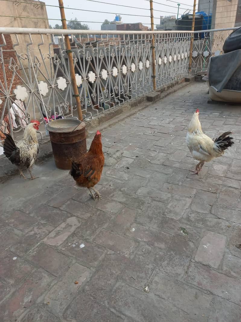 Golden Miris Male Hens For Sale 5