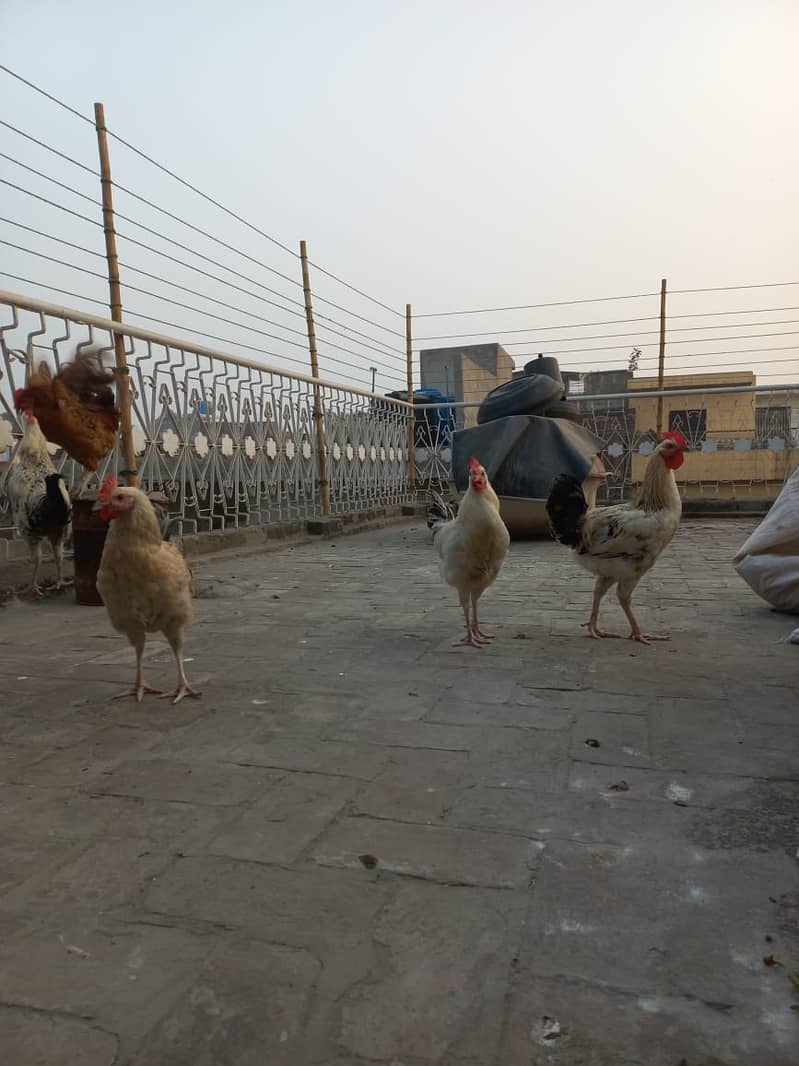 Golden Miris Male Hens For Sale 6