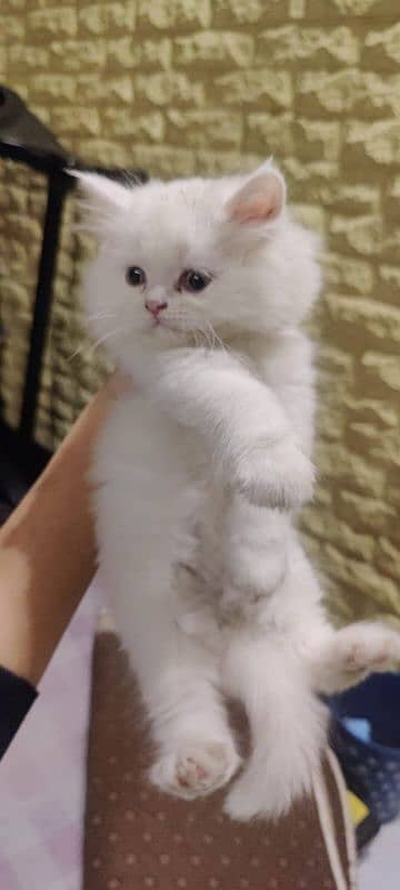 persian cat 0