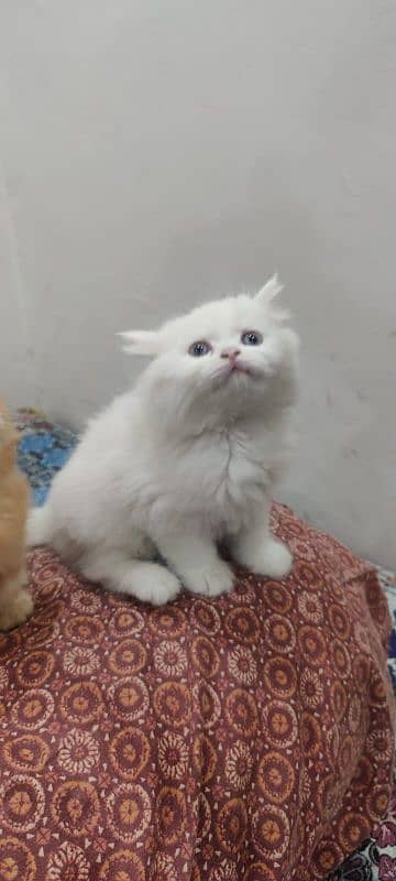 persian cat 1