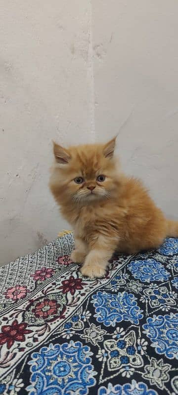 persian cat 2