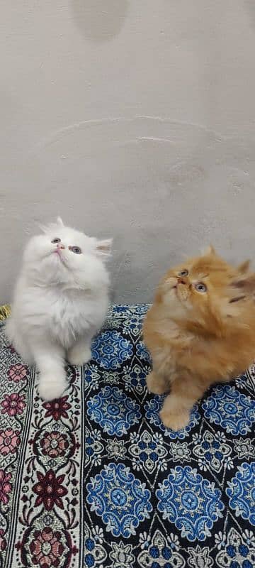 persian cat 3