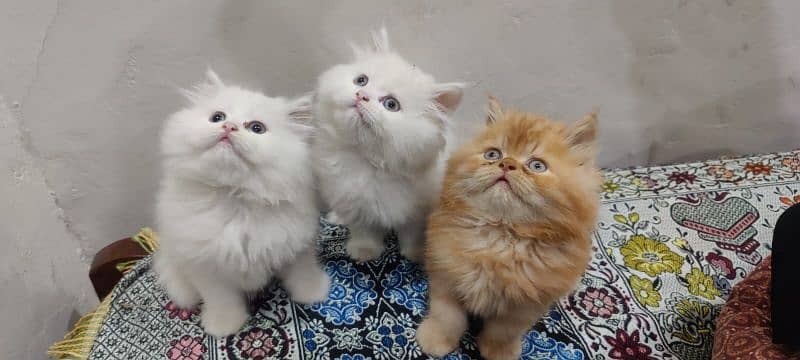 persian cat 4