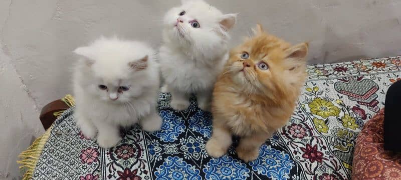 persian cat 5