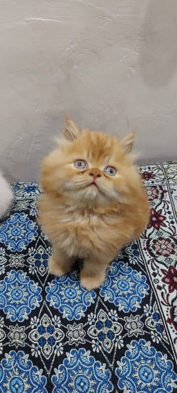 persian cat 6