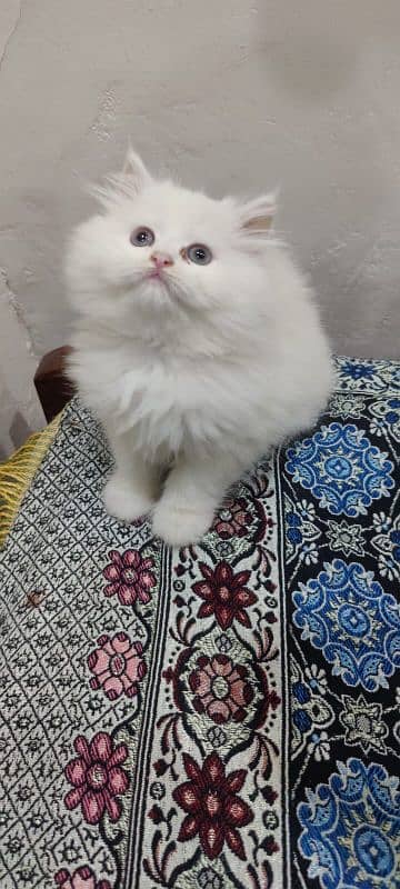 persian cat 7