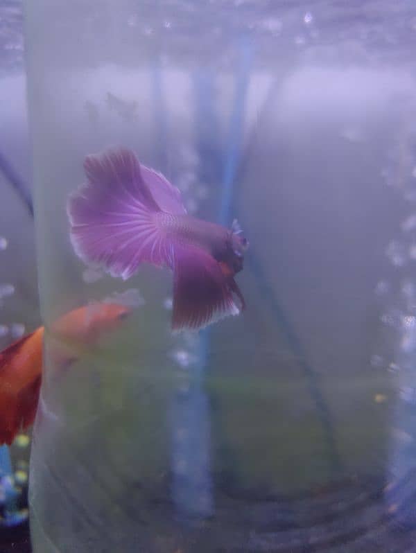 Betta and flourecent tetra 2