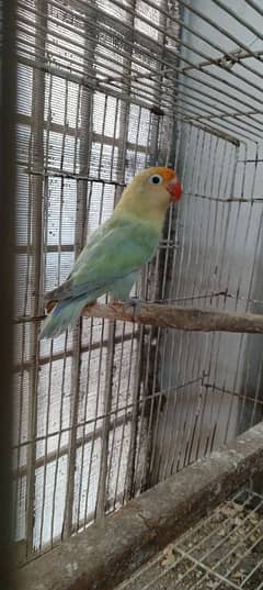 love bird for sale