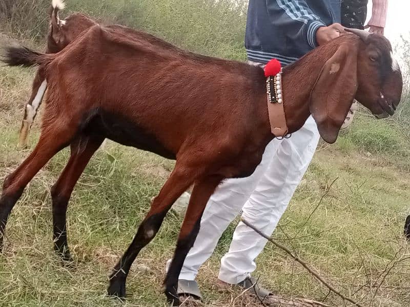 goat for seal 0