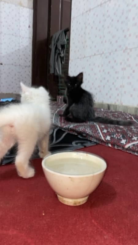 persian kittens male and female 4