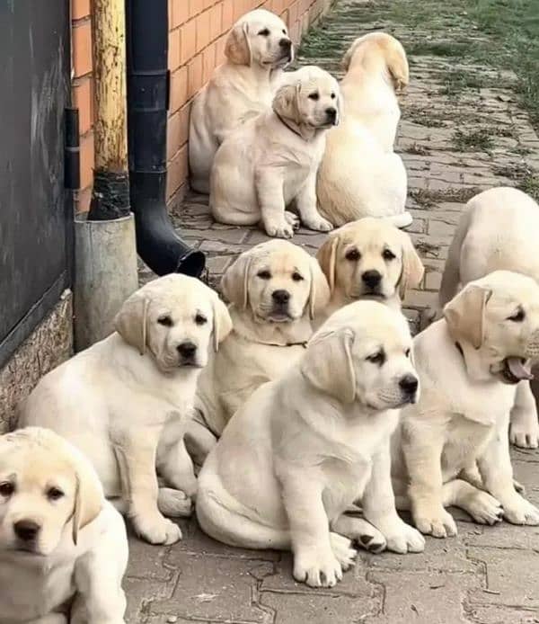 FCI pedigree British Labrador puppies available for booking 0