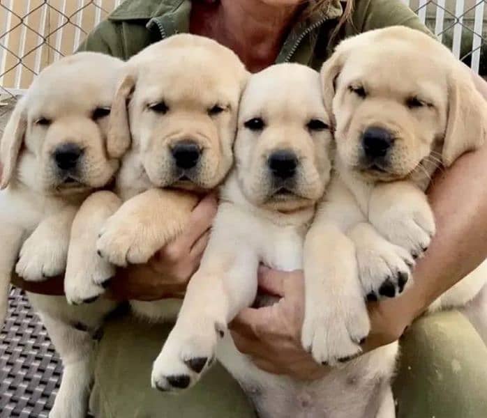 FCI pedigree British Labrador puppies available for booking 1