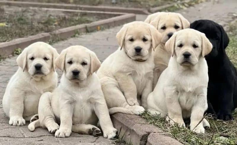 FCI pedigree British Labrador puppies available for booking 2