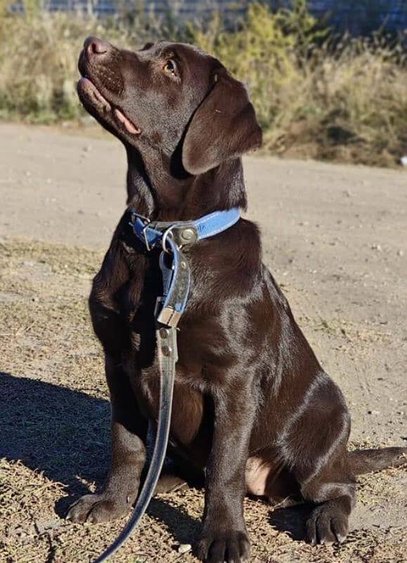 FCI pedigree British Labrador puppies available for booking 3