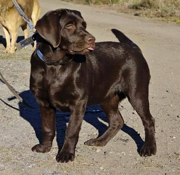 FCI pedigree British Labrador puppies available for booking 4