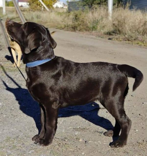 FCI pedigree British Labrador puppies available for booking 5