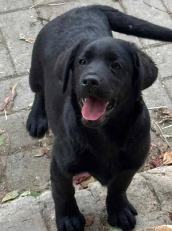 FCI pedigree British Labrador puppies available for booking 7