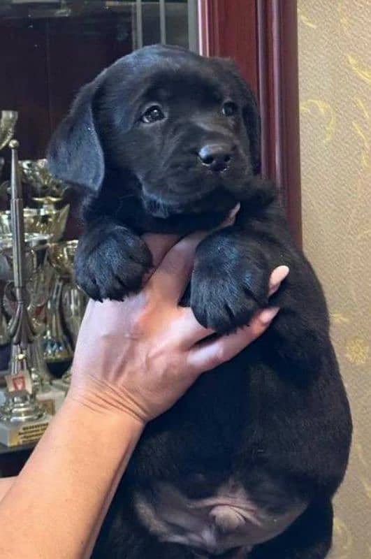 FCI pedigree British Labrador puppies available for booking 9