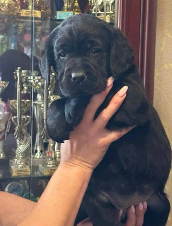 FCI pedigree British Labrador puppies available for booking 10