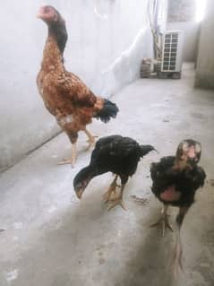 laakha aseel female hen with chicks