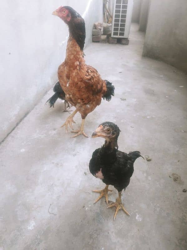 laakha aseel female hen with chicks 1