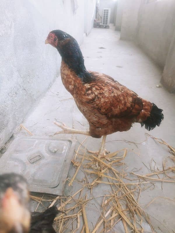 laakha aseel female hen with chicks 2