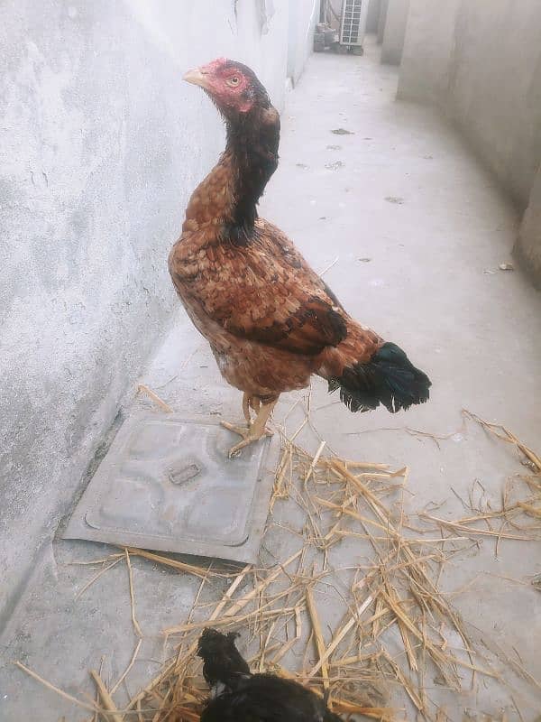 laakha aseel female hen with chicks 3