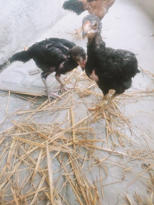 laakha aseel female hen with chicks 4