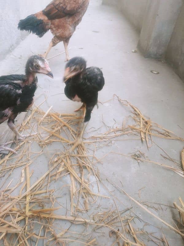 laakha aseel female hen with chicks 5