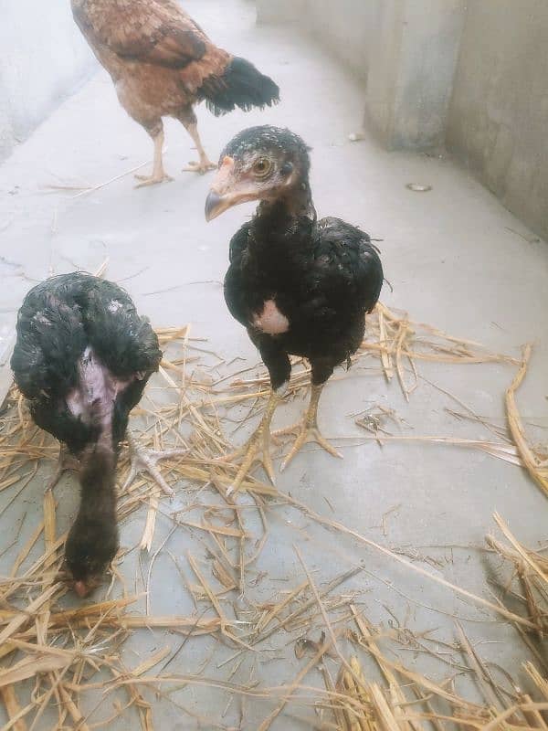 laakha aseel female hen with chicks 6