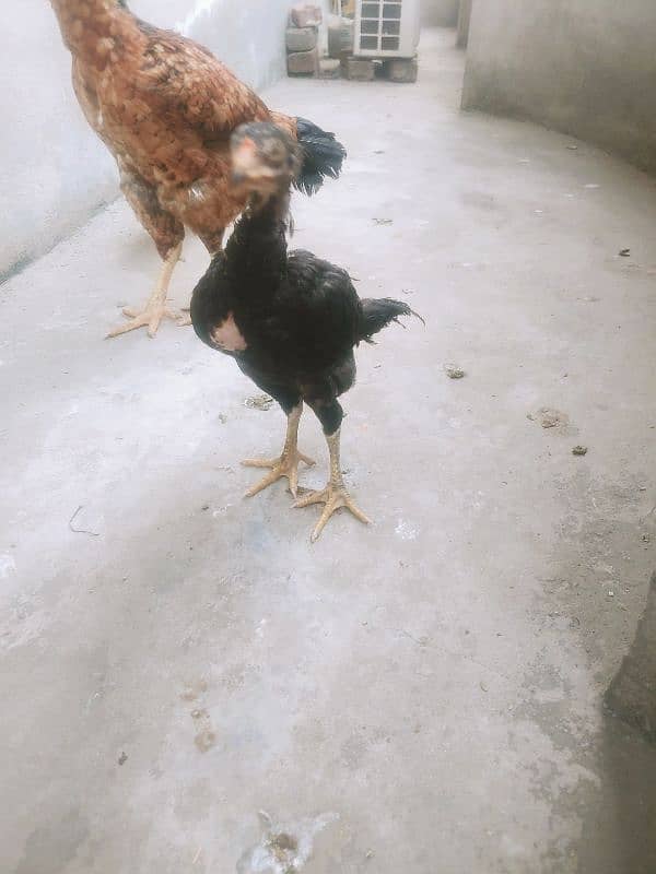 laakha aseel female hen with chicks 7