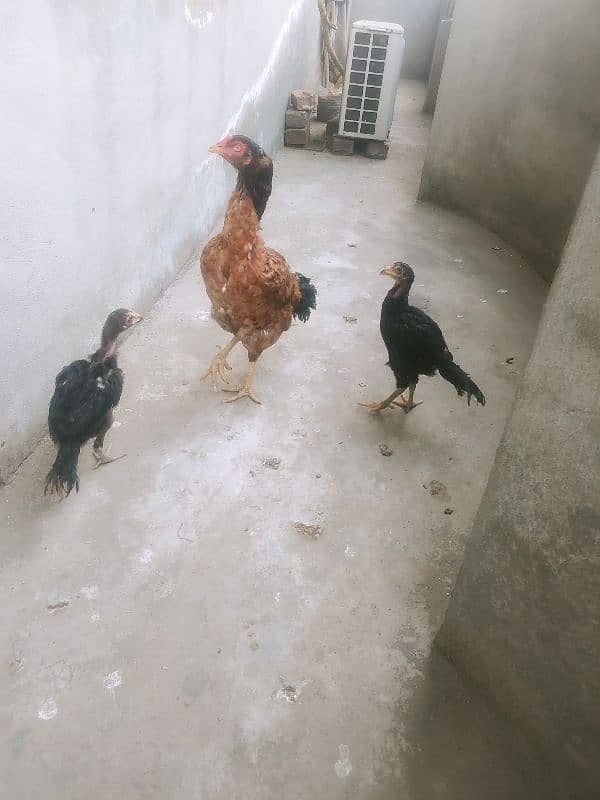 laakha aseel female hen with chicks 8