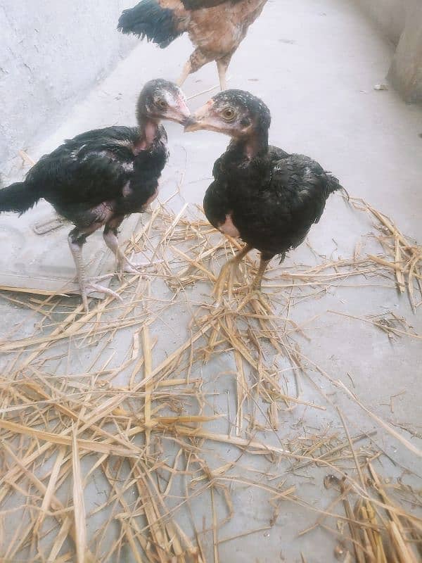 laakha aseel female hen with chicks 9