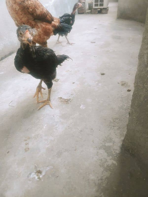 laakha aseel female hen with chicks 10