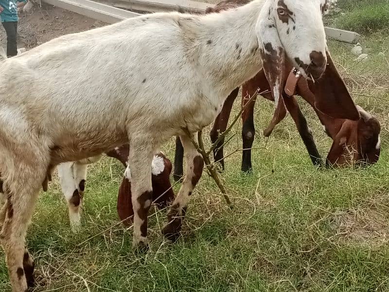 3 goats for seal 3