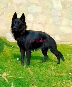 German Shepherd female long coat char mahine for sale