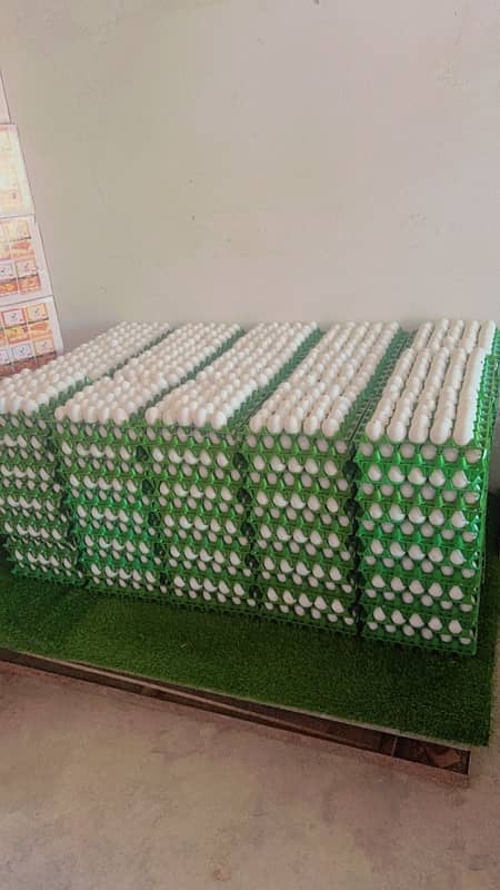 Eggs |  Fresh Organic Desi Eggs | whole sale rate |Anday 4