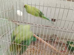 green parrots pair breed hai Feb m Bache degi