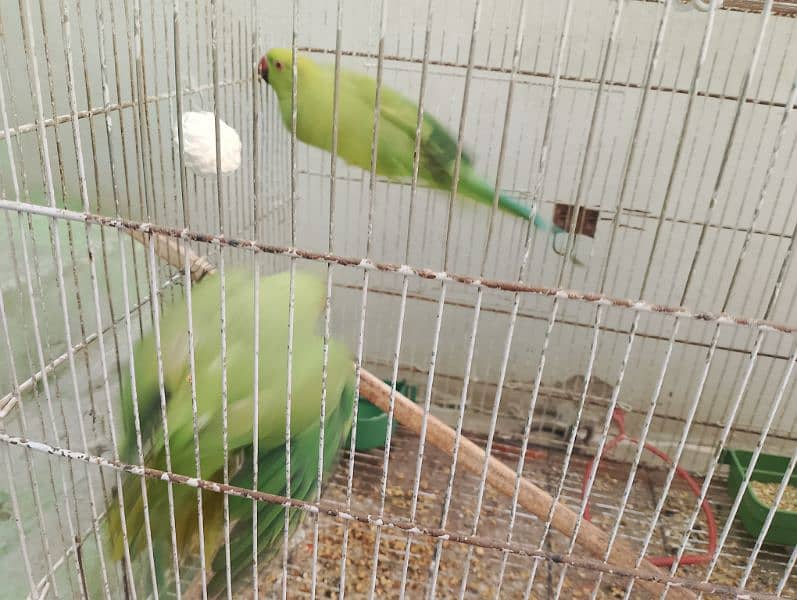 green parrots pair breed hai Feb m Bache degi 0