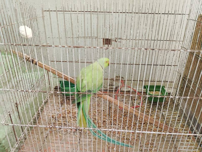 green parrots pair breed hai Feb m Bache degi 1