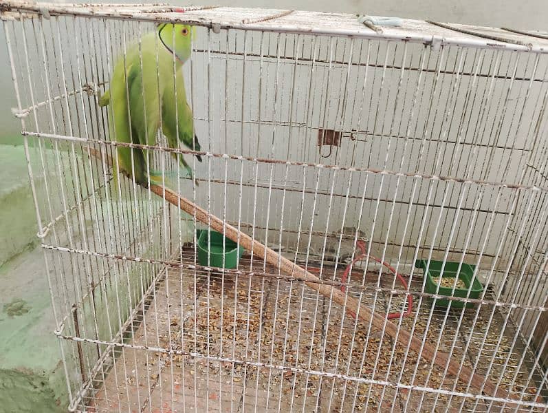 green parrots pair breed hai Feb m Bache degi 2