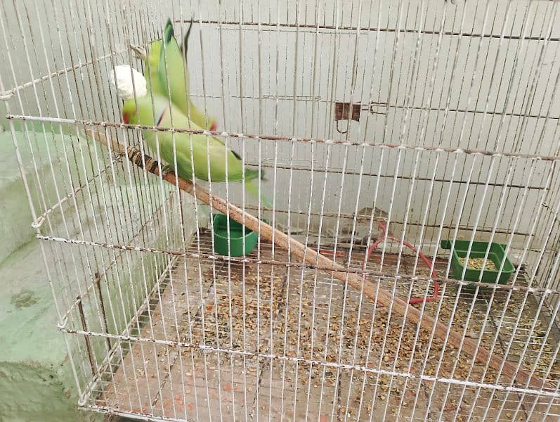 green parrots pair breed hai Feb m Bache degi 3