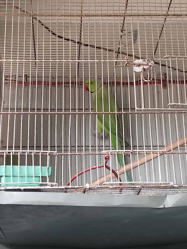 green parrots pair breed hai Feb m Bache degi 4