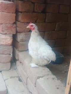 bantam female 03014503558 Whatsapp