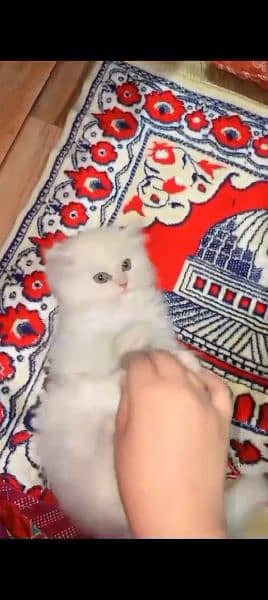 Persian cat for sale male or female my WhatsApp 0323=00=97=122 1