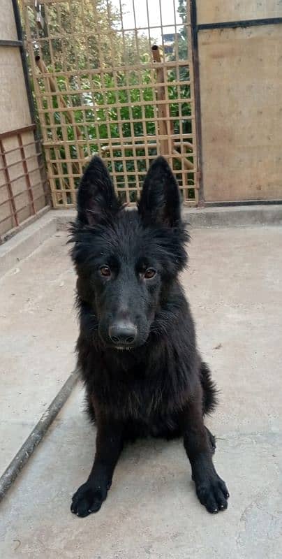 Black German shepherd puppies 0