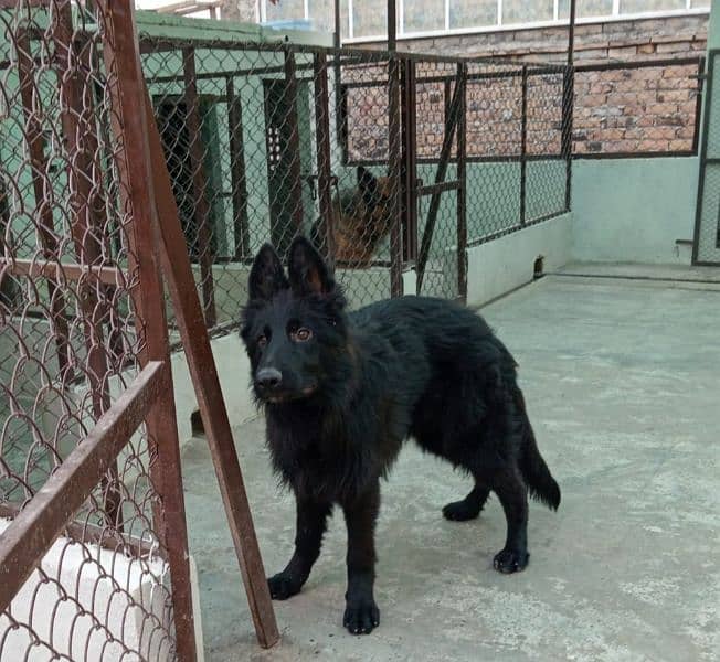 Black German shepherd puppies 1