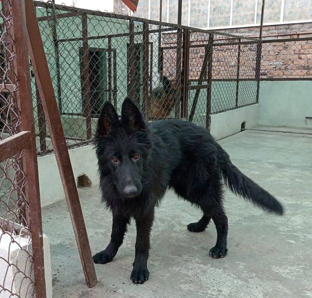 Black German shepherd puppies 2