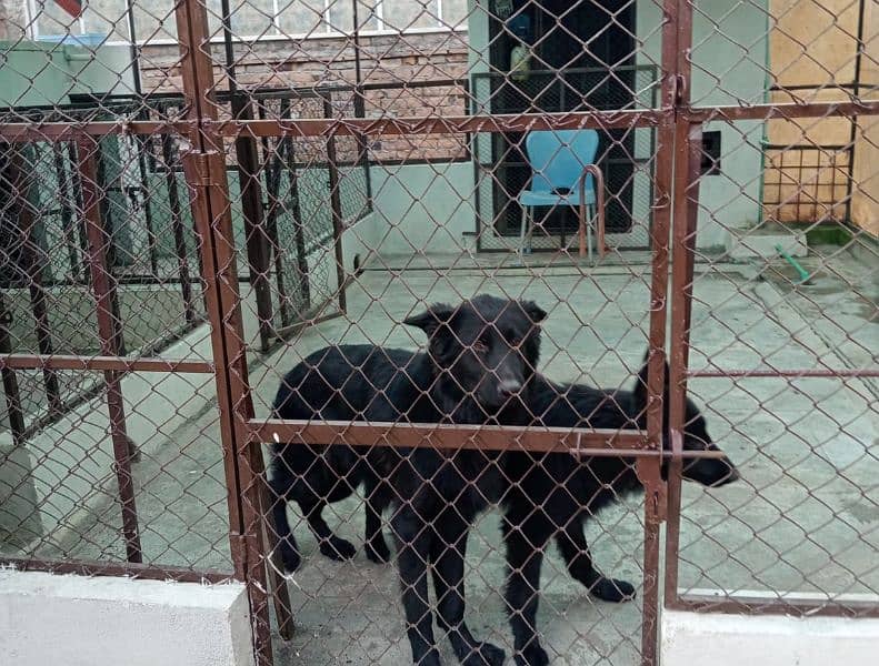 Black German shepherd puppies 3